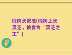 椴树长灵芝(椴树上长灵芝，被誉为“灵芝之王”)