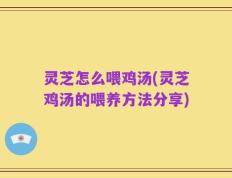 灵芝怎么喂鸡汤(灵芝鸡汤的喂养方法分享)