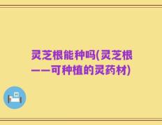 灵芝根能种吗(灵芝根——可种植的灵药材)