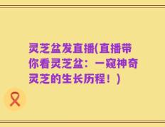 灵芝盆发直播(直播带你看灵芝盆：一窥神奇灵芝的生长历程！)