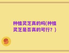 种植灵芝真的吗(种植灵芝是否真的可行？)