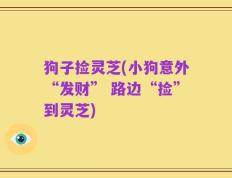 狗子捡灵芝(小狗意外“发财” 路边“捡”到灵芝)