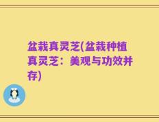 盆栽真灵芝(盆栽种植真灵芝：美观与功效并存)