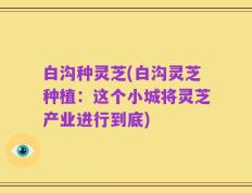 白沟种灵芝(白沟灵芝种植：这个小城将灵芝产业进行到底)