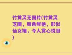 竹黄灵芝图片(竹黄灵芝图，颜色鲜艳，形似仙女裙，令人赏心悦目)