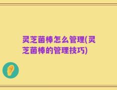 灵芝菌棒怎么管理(灵芝菌棒的管理技巧)