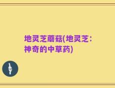 地灵芝蘑菇(地灵芝：神奇的中草药)