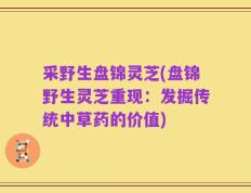 采野生盘锦灵芝(盘锦野生灵芝重现：发掘传统中草药的价值)