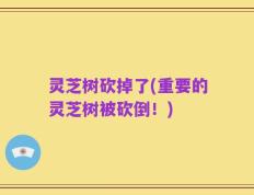 灵芝树砍掉了(重要的灵芝树被砍倒！)