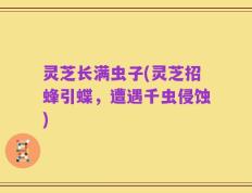 灵芝长满虫子(灵芝招蜂引蝶，遭遇千虫侵蚀)