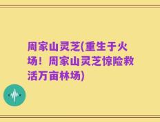 周家山灵芝(重生于火场！周家山灵芝惊险救活万亩林场)