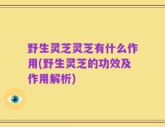 野生灵芝灵芝有什么作用(野生灵芝的功效及作用解析)