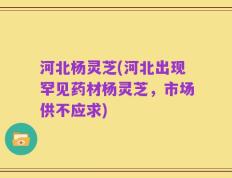河北杨灵芝(河北出现罕见药材杨灵芝，市场供不应求)