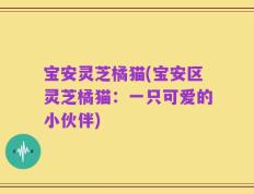 宝安灵芝橘猫(宝安区灵芝橘猫：一只可爱的小伙伴)