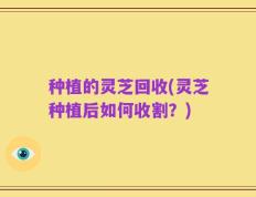种植的灵芝回收(灵芝种植后如何收割？)