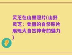 灵芝在山里照片(山野灵芝：美丽的自然照片展现大自然神奇的魅力)