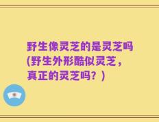 野生像灵芝的是灵芝吗(野生外形酷似灵芝，真正的灵芝吗？)