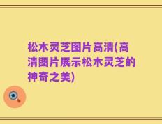 松木灵芝图片高清(高清图片展示松木灵芝的神奇之美)