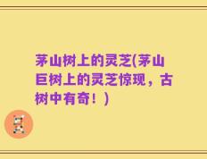 茅山树上的灵芝(茅山巨树上的灵芝惊现，古树中有奇！)