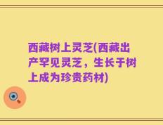 西藏树上灵芝(西藏出产罕见灵芝，生长于树上成为珍贵药材)
