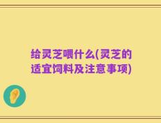 给灵芝喂什么(灵芝的适宜饲料及注意事项)