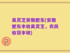 吴灵芝安徽肥东(安徽肥东丰收吴灵芝，农民收获丰硕)