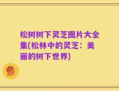 松树树下灵芝图片大全集(松林中的灵芝：美丽的树下世界)