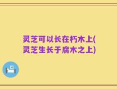 灵芝可以长在朽木上(灵芝生长于腐木之上)