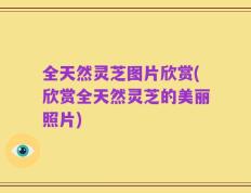 全天然灵芝图片欣赏(欣赏全天然灵芝的美丽照片)