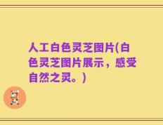 人工白色灵芝图片(白色灵芝图片展示，感受自然之灵。)