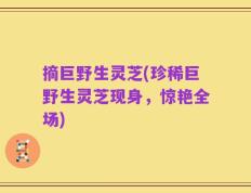 摘巨野生灵芝(珍稀巨野生灵芝现身，惊艳全场)