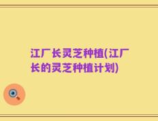 江厂长灵芝种植(江厂长的灵芝种植计划)