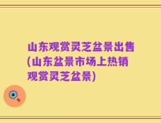 山东观赏灵芝盆景出售(山东盆景市场上热销观赏灵芝盆景)