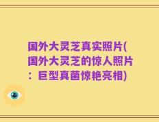 国外大灵芝真实照片(国外大灵芝的惊人照片：巨型真菌惊艳亮相)