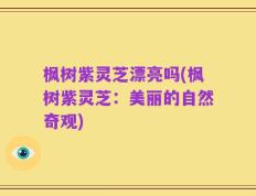 枫树紫灵芝漂亮吗(枫树紫灵芝：美丽的自然奇观)