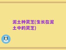 泥土种灵芝(生长在泥土中的灵芝)