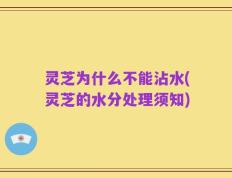 灵芝为什么不能沾水(灵芝的水分处理须知)