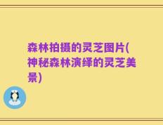 森林拍摄的灵芝图片(神秘森林演绎的灵芝美景)