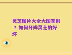 灵芝图片大全大图鉴别 ？如何分辨灵芝的好坏
