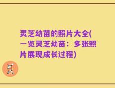 灵芝幼苗的照片大全(一览灵芝幼苗：多张照片展现成长过程)