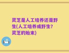 灵芝是人工培养还是野生(人工培养或野生？灵芝的始末)