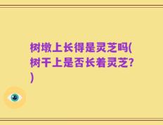 树墩上长得是灵芝吗(树干上是否长着灵芝？)