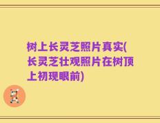 树上长灵芝照片真实(长灵芝壮观照片在树顶上初现眼前)