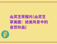 山灵芝草图片(山灵芝草美图：绝美风景中的自然珍品)