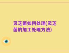 灵芝菌如何处理(灵芝菌的加工处理方法)