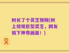 树长了个灵芝视频(树上惊现巨型灵芝，网友拍下神奇画面！)