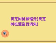 灵芝树桩被锯走(灵芝树桩遭盗伐消失)