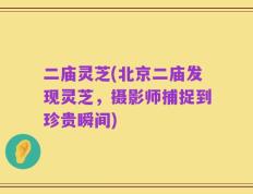 二庙灵芝(北京二庙发现灵芝，摄影师捕捉到珍贵瞬间)