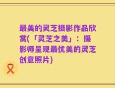 最美的灵芝摄影作品欣赏(「灵芝之美」：摄影师呈现最优美的灵芝创意照片)