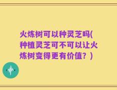 火炼树可以种灵芝吗(种植灵芝可不可以让火炼树变得更有价值？)
